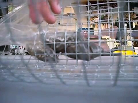 ( Crawdad Outdoors ) How to catch more crawfish, and what baits to use