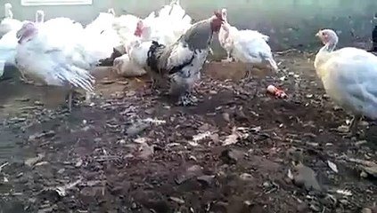 hahaaa keep your hands out of my chicken hahahaaa