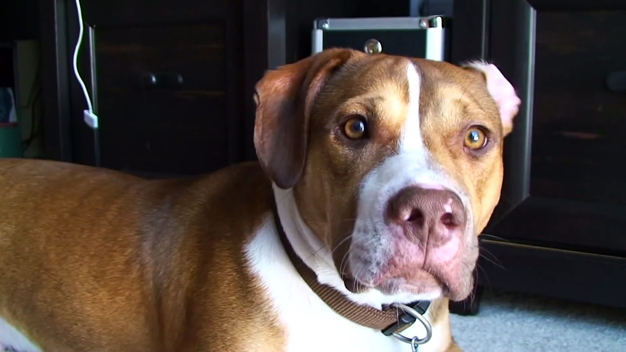 Пес пропустил серию ударов