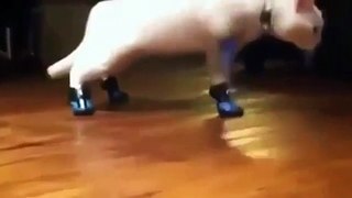 New Animal Funny Videos _ Cats With Boots Are Broken Funny Videos?syndication=228326