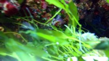 How to Care for Seahorses - Seahorse Aquarium