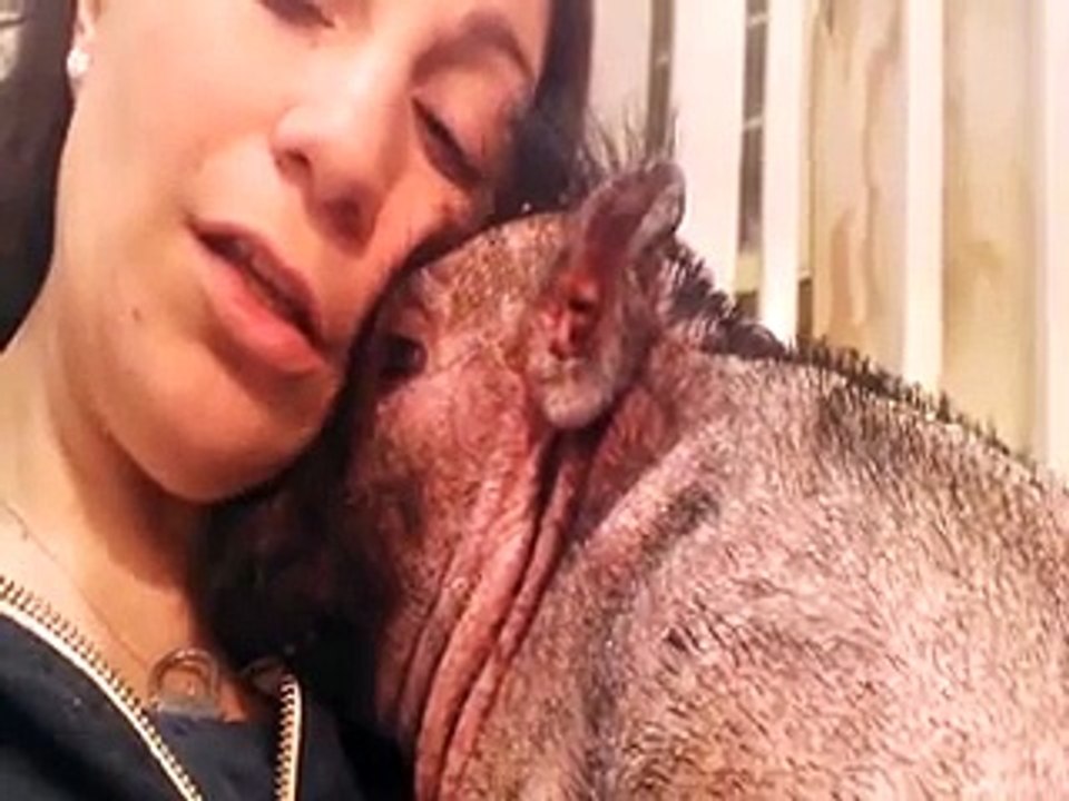 Blind Pig Afraid Of Loud Noises Gets Comforted