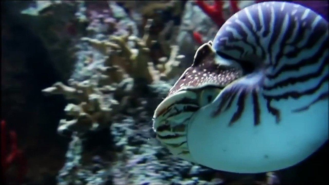 The Evolution of Humans 2014