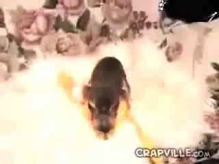 Crazy Humping Chihuahua