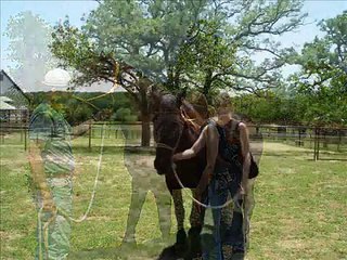 Buying my first horse, a Friesian mare!