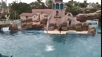 Sea world dolphins and pilot whale show