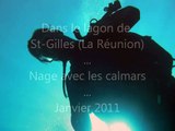 Plongée avec les calamars - Lagon de l'Hermitage - Ile de La Réunion