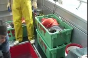Alaska World Class Fishing Homer Lingcod Halibut Salmon Rockfish Yelloweye