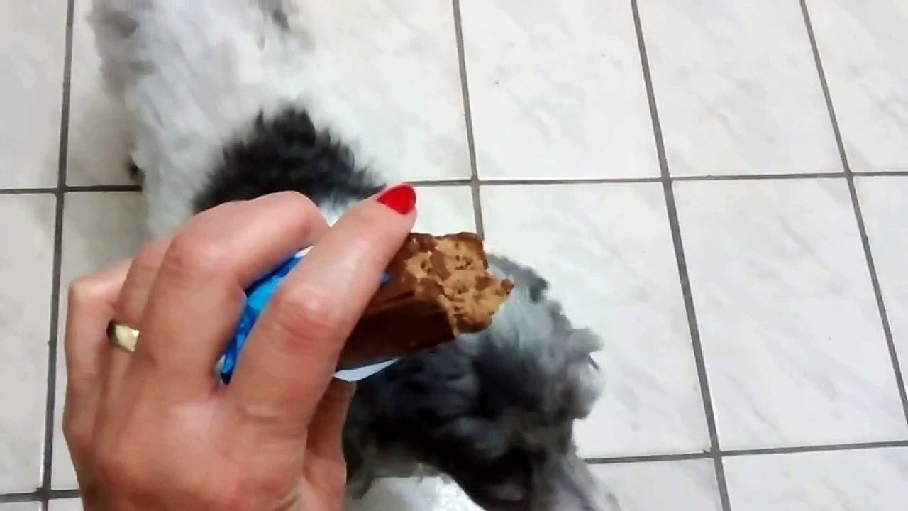 cachorro come chocolate!!!!