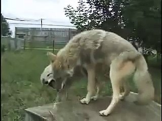 Willow & Twister Howl at Wolf Park