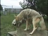 Willow & Twister Howl at Wolf Park