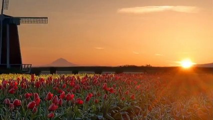 Ludovico Einaudi - I Giorni