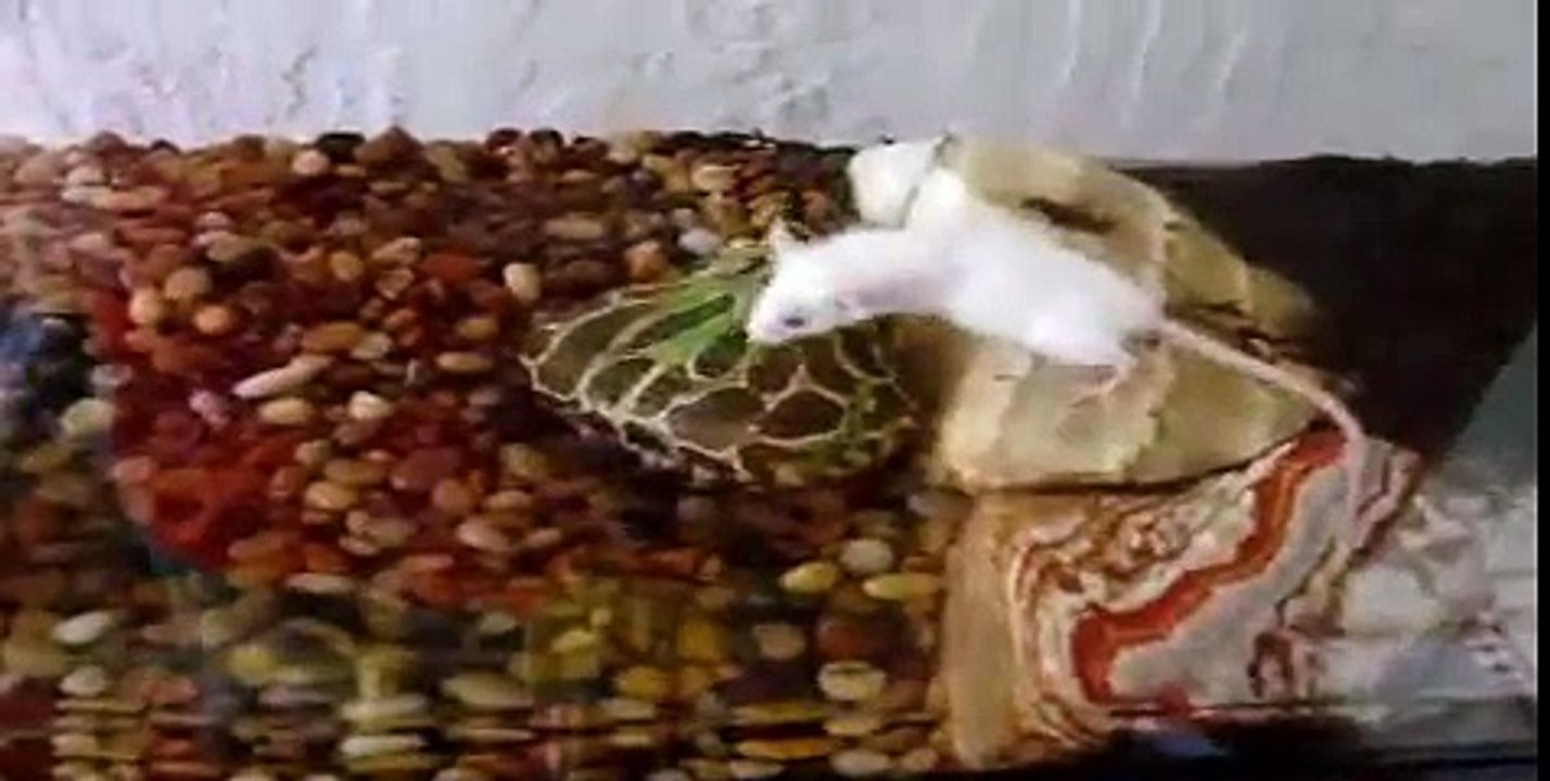 Puffy's Hungry