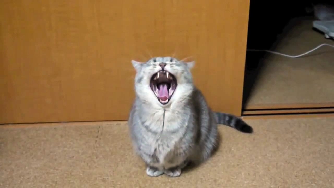 Unusual Begging Cat Cute