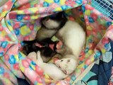 baby ferrets playing