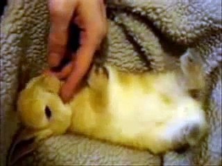 くすくす笑うウサギ