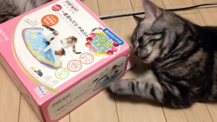 ジバニャンのように人気になれ！【Cat】 これで遊ぶためにどうしても箱を開けたいねこ Cat tries to open the box