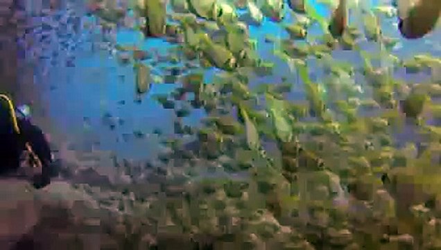 Enjoy PADI Scuba Diving in Great Lakes of Australia