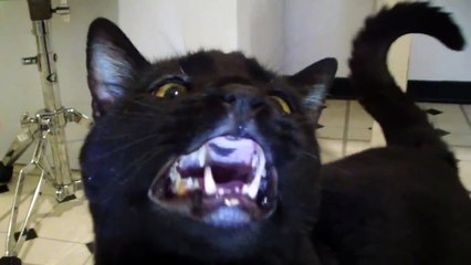 Talking Kitty Cat 27 - BACON!