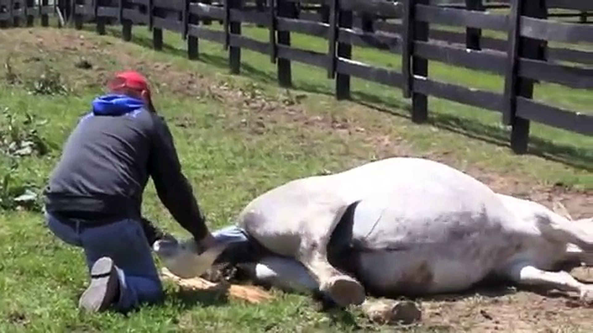 Rocky Mountain Horse giving birth at FairWinds Farm