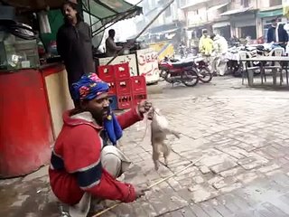 Animal cruelty, monkey