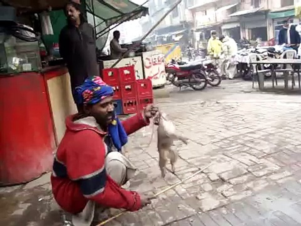Animal cruelty, monkey
