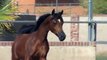 2013 Arabian Filly Poeticaa - Yearling