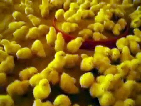 los pollitos dicen pio pio pio. / Criação de galinhas