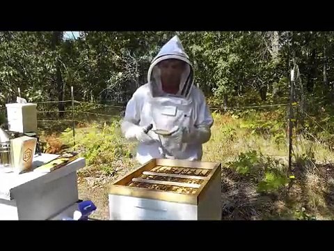 Treatment of Varroa Mites