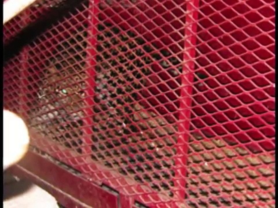 animaux de cirques