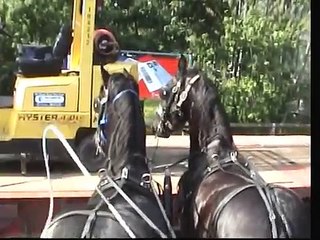 Friesian pair go to town - Samson and Hercules - Barry Hook Horse Drawn Promotions