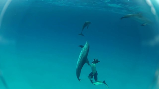 Pêche au harpon et nage avec les dauphins : vacances parfaites aux Bahamas
