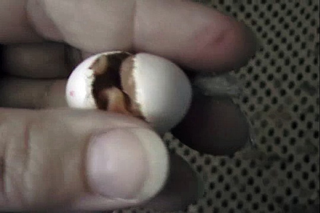 Little Hatchling Up Close