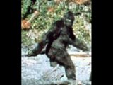 BIGFOOT: A closer look at the Patterson/Gimlin footage.