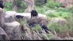 Laughs For Gags Chimpanzee vs Raccoon Crazy Fight