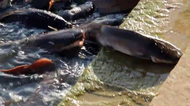 Amazing catfish in India - Impresionantes peces gato - Les poissons-chats de Jaisalmer (Inde)