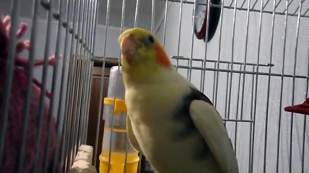 Попугай корелла поет. Пение кореллы Тимошки. Cockatiel sings