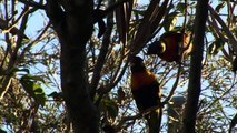 Parrots - Loros - तोते - попугаи