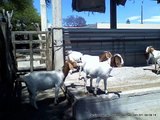 cabras boer y chivos boer