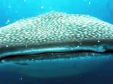 Whale Shark attacks diver