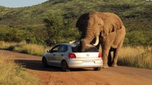 Elephant attempts to get frisky with tourist's car on safari