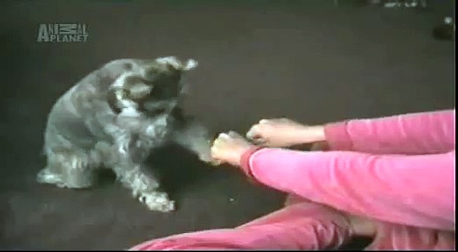 The Planet's Funniest Animals - Feeding Dogs [HUNGARIAN DUB] HD