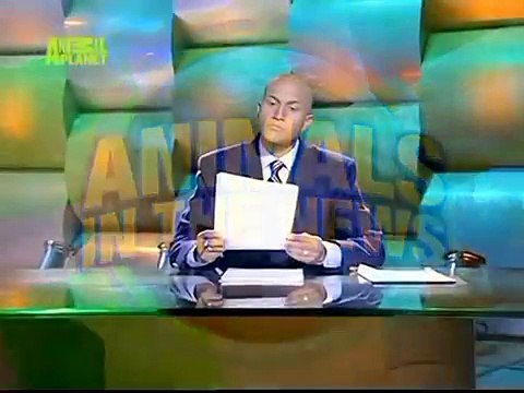 The Planet's Funniest Animals - Animals In The News (2007) [HUNGARIAN DUB] HD