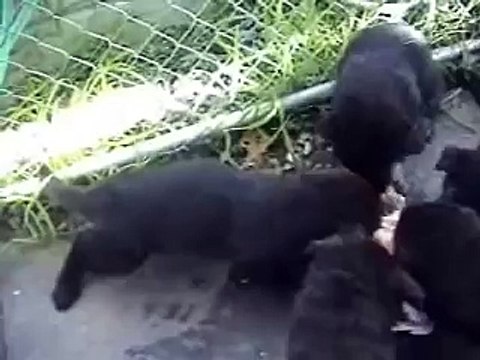 German Shepherd Puppies Eating Raw Food - German Shepherd Diet