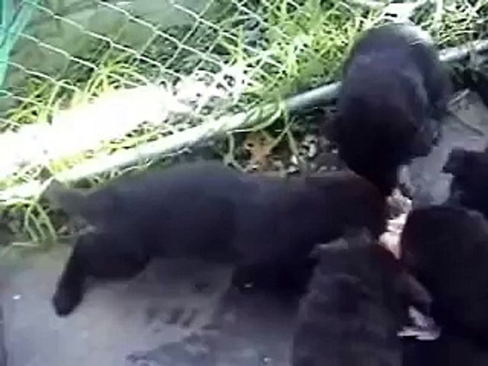 German Shepherd Puppies Eating Raw Food - German Shepherd Diet