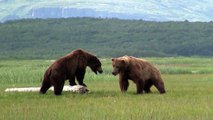 Battle Of The Giant Alaskan Grizzlies, grizzly vs grizzly, alaska
