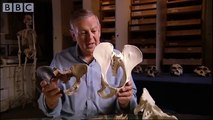 Did humans walk the earth 3.2 million years ago? - Apes - BBC