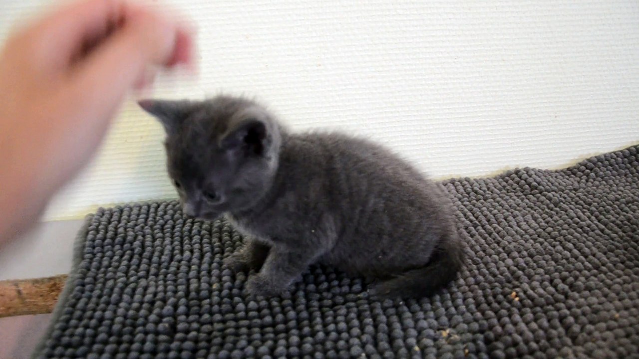 Femelle Chartreux LOOF à réserver Chatterie des Rives d'Estaing