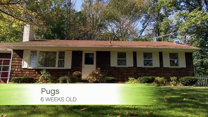 Puppy Pug Play Time     News line