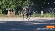 Meet WildCat: The Galloping, Bounding Robot Animal